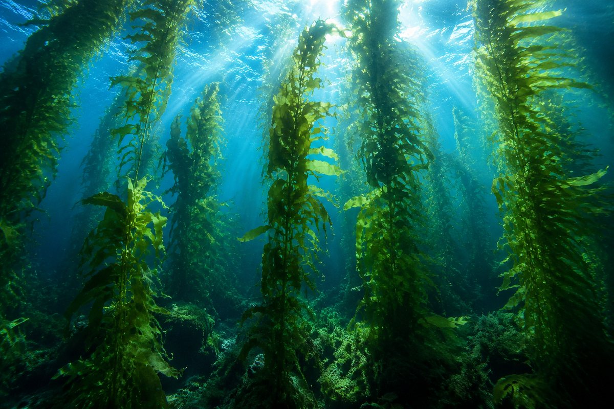 Floresta densa de kelp com caules altos e feixes de luz a atravessar a água